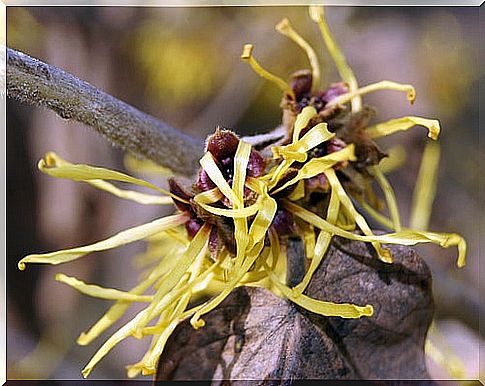 Hamamelis to fight against varicose veins 