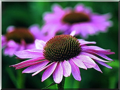 Echinacea purpurea 