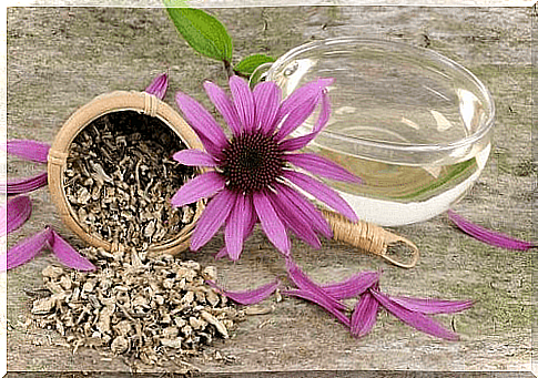 Echinacea infusion