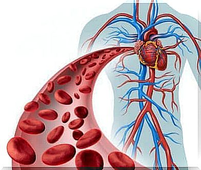 Blood circulation. 