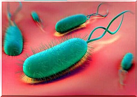 Helicobacter pylori bacteria.