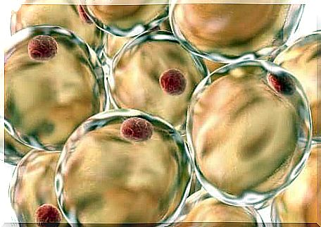 Calories and fatty tissue.