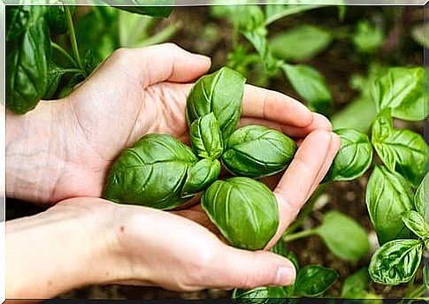 basil oil to treat allergies 