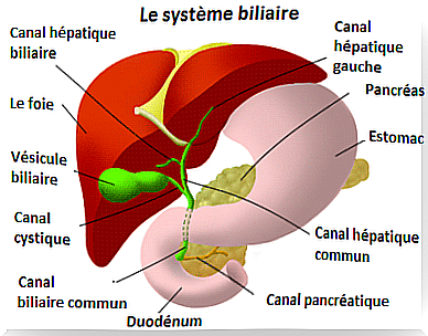 the importance of revitalizing the liver and pancreas