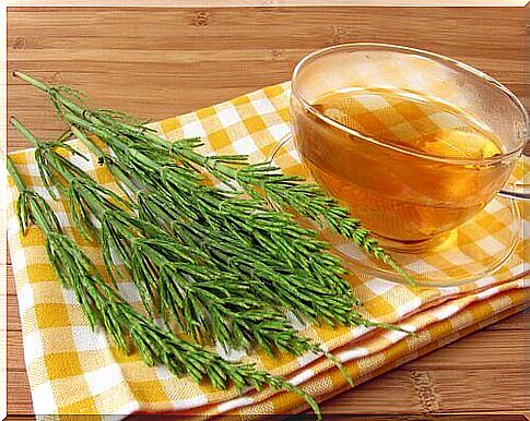 Field horsetail infusion