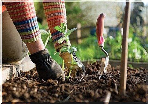 to plant a tree